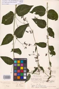 Ластовень Шмальгаузена (Kusn.) Litv., Восточная Европа, Нижневолжский район (E9) (Россия)