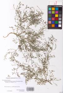 Дымянка Шлейхера Soy.-Will., Восточная Европа, Центральный район (E4) (Россия)