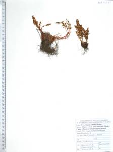 Physematium manchuriense (Hook.) Nakai, Сибирь, Дальний Восток (S6) (Россия)