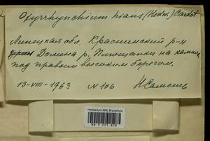 Oxyrrhynchium hians (Hedw.) Loeske, Гербарий мохообразных, Мхи - Центральное Черноземье (B10) (Россия)
