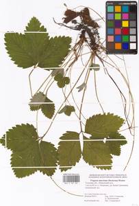 Земляника мускусная Duchesne, Восточная Европа, Центральный район (E4) (Россия)