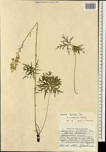 Борец бородатый Patrin ex Pers., Монголия (MONG) (Монголия)