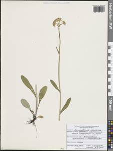 Пепельник цельнолистный (L.) Holub, Восточная Европа, Центральный лесостепной район (E6) (Россия)