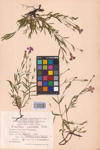 Гвоздика китайская L., Восточная Европа, Восточный район (E10) (Россия)