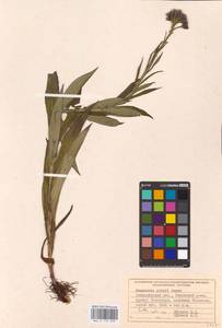 Соссюрея Порчи Degen, Восточная Европа, Западно-Украинский район (E13) (Украина)