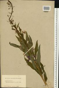 Иван-чай узколистный (L.) Scop., Восточная Европа, Центральный лесной район (E5) (Россия)