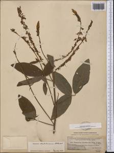 Desmodium strobilaceum Schltdl., Америка (AMER) (Гватемала)