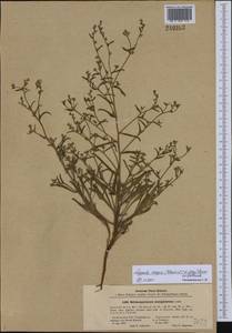 Липучка поникшая (Lehm.) Menyh., Средняя Азия и Казахстан, Каракумы (M6) (Туркмения)