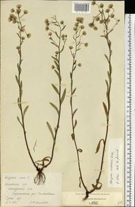 Erigeron brachycephalus H. Lindb., Восточная Европа, Московская область и Москва (E4a) (Россия)