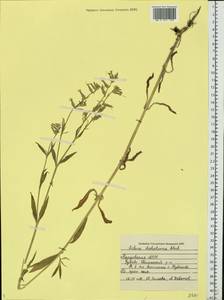 Смолевка вильчатая Ehrh., Восточная Европа, Средневолжский район (E8) (Россия)