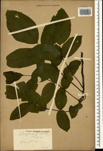 Орех грецкий L., Кавказ, Ставропольский край, Карачаево-Черкесия, Кабардино-Балкария (K1b) (Россия)