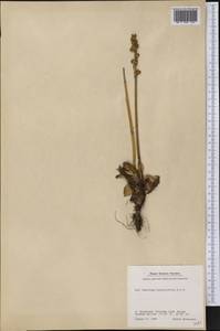 Micranthes hieraciifolia (Waldst. & Kit.) Haw., Америка (AMER) (Гренландия)
