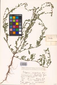 Спорыш птичий, Горец птичий L., Восточная Европа, Нижневолжский район (E9) (Россия)