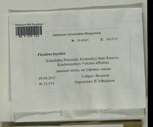 Fissidens bryoides Hedw., Гербарий мохообразных, Мхи - Чукотка и Камчатка (B21) (Россия)