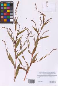 Горец перечный, Водяной перец (L.) Spach, Восточная Европа, Московская область и Москва (E4a) (Россия)