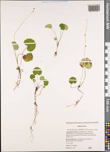 Мителла голая L., Сибирь, Дальний Восток (S6) (Россия)