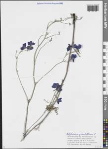 Живокость крупноцветковая L., Сибирь, Прибайкалье и Забайкалье (S4) (Россия)