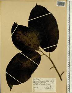 Фикус, Африка (AFR) (Эфиопия)