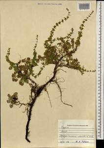 Чабрец, Монголия (MONG) (Монголия)