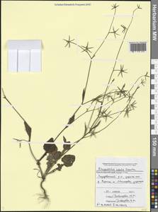 Rhagadiolus stellatus var. edulis (Gaertn.) DC., Кавказ, Черноморское побережье (от Новороссийска до Адлера) (K3) (Россия)