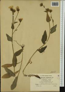 Hieracium valdepilosum subsp. elongatum Willd. ex Zahn, Западная Европа (EUR) (Франция)
