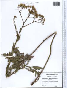 Jacobaea erucifolia subsp. grandidentata (Ledeb.) V. V. Fateryga & Fateryga, Кавказ, Краснодарский край и Адыгея (K1a) (Россия)