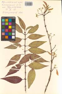 Бересклет Маака Rupr., Сибирь, Дальний Восток (S6) (Россия)