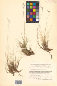 Лерхенфельдия извилистая, Овсик извилистый (L.) Drejer, Сибирь, Чукотка и Камчатка (S7) (Россия)