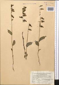 Дремлик широколистный, Дремлик чемерицевый (L.) Crantz, Средняя Азия и Казахстан, Джунгарский Алатау и Тарбагатай (M5) (Казахстан)