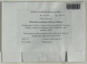 Psilopilum cavifolium (Wilson) I. Hagen, Гербарий мохообразных, Мхи - Красноярский край, Тыва и Хакасия (B17) (Россия)