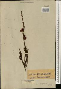 Erica foliacea subsp. fulgens (Klotzsch) E. G. H. Oliv. & I. M. Oliv., Африка (AFR) (ЮАР)