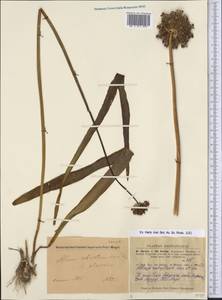 Allium robustum Kar. & Kir., Средняя Азия и Казахстан, Джунгарский Алатау и Тарбагатай (M5) (Казахстан)
