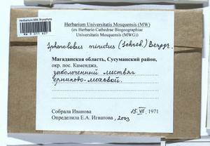 Sphenolobus minutus (Schreb. ex Cranz) Berggr., Гербарий мохообразных, Мхи - Чукотка и Камчатка (B21) (Россия)