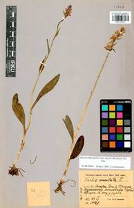 Dactylorhiza maculata subsp. fuchsii (Druce) Hyl., Сибирь, Прибайкалье и Забайкалье (S4) (Россия)