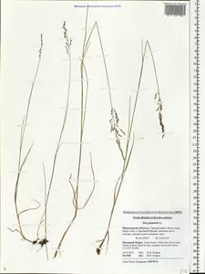 Мятлик болотный L., Восточная Европа, Северный район (E1) (Россия)