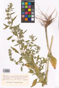 Щетинохвост шандровый (L.) Ehrh. ex Rchb., Восточная Европа, Московская область и Москва (E4a) (Россия)