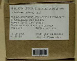 Mnium thomsonii Schimp., Гербарий мохообразных, Мхи - Северный Кавказ и Предкавказье (B12) (Россия)