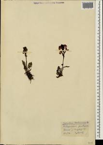 Мытник Нордманна Bunge, Кавказ, Ставропольский край, Карачаево-Черкесия, Кабардино-Балкария (K1b) (Россия)