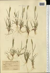 Щетинник зеленый (L.) P.Beauv., Восточная Европа, Нижневолжский район (E9) (Россия)