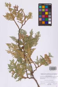 Туя западная L., Восточная Европа, Московская область и Москва (E4a) (Россия)