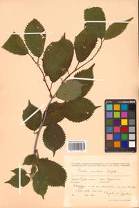 Prunus nipponica var. kurilensis (Miyabe) E. H. Wilson, Сибирь, Дальний Восток (S6) (Россия)