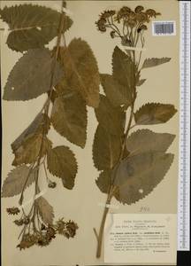 Jacobaea alpina (L.) Moench, Западная Европа (EUR) (Италия)
