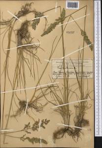 Мятлик луговой L., Средняя Азия и Казахстан, Западный Тянь-Шань и Каратау (M3) (Казахстан)