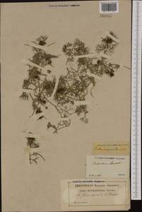 Ranunculus peltatus subsp. baudotii (Godr.) Meikle ex C. D. K. Cook, Западная Европа (EUR) (Франция)
