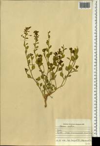 Cleome arabica L., Зарубежная Азия (ASIA) (Ирак)