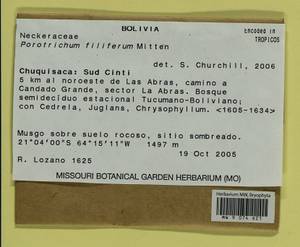 Porotrichum filiferum Mitt., Гербарий мохообразных, Мхи - Америка (BAm) (Боливия)
