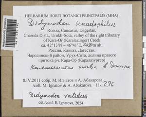 Didymodon validus Limpr., Гербарий мохообразных, Мхи - Северный Кавказ и Предкавказье (B12) (Россия)