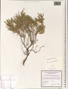 Halocnemum cruciatum, Зарубежная Азия (ASIA) (Иран)