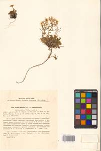 Резушка лировидная (L.) O'Kane & Al-Shehbaz, Восточная Европа, Северный район (E1) (Россия)