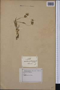 Anthoxanthum gracile Biv., Западная Европа (EUR) (Италия)